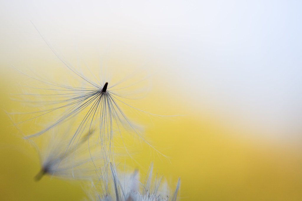 CANON 100 MACRO F2.8 USM EF – Image 3