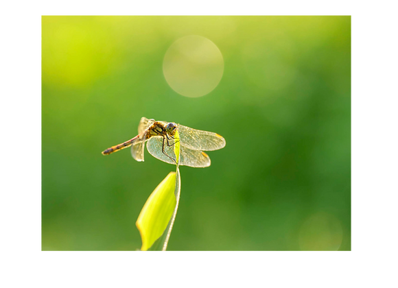 Libellule photographiée avec un objectif Sigma Art 105mm F2.8 DG DN E macro à la location