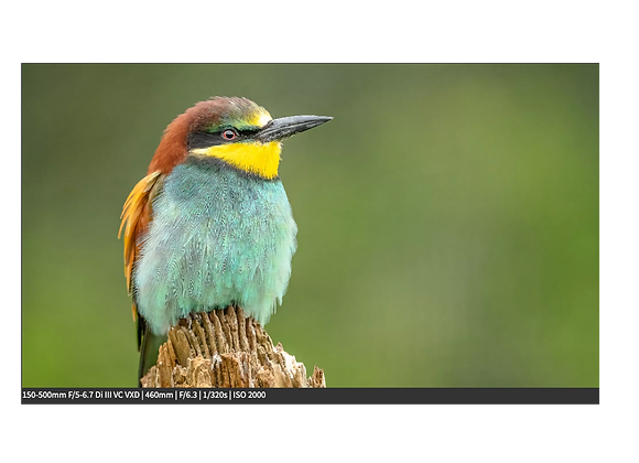 Oiseau photographié avec le zoom photo Tamron 150-500mm F5-6.7 Di III E à la location